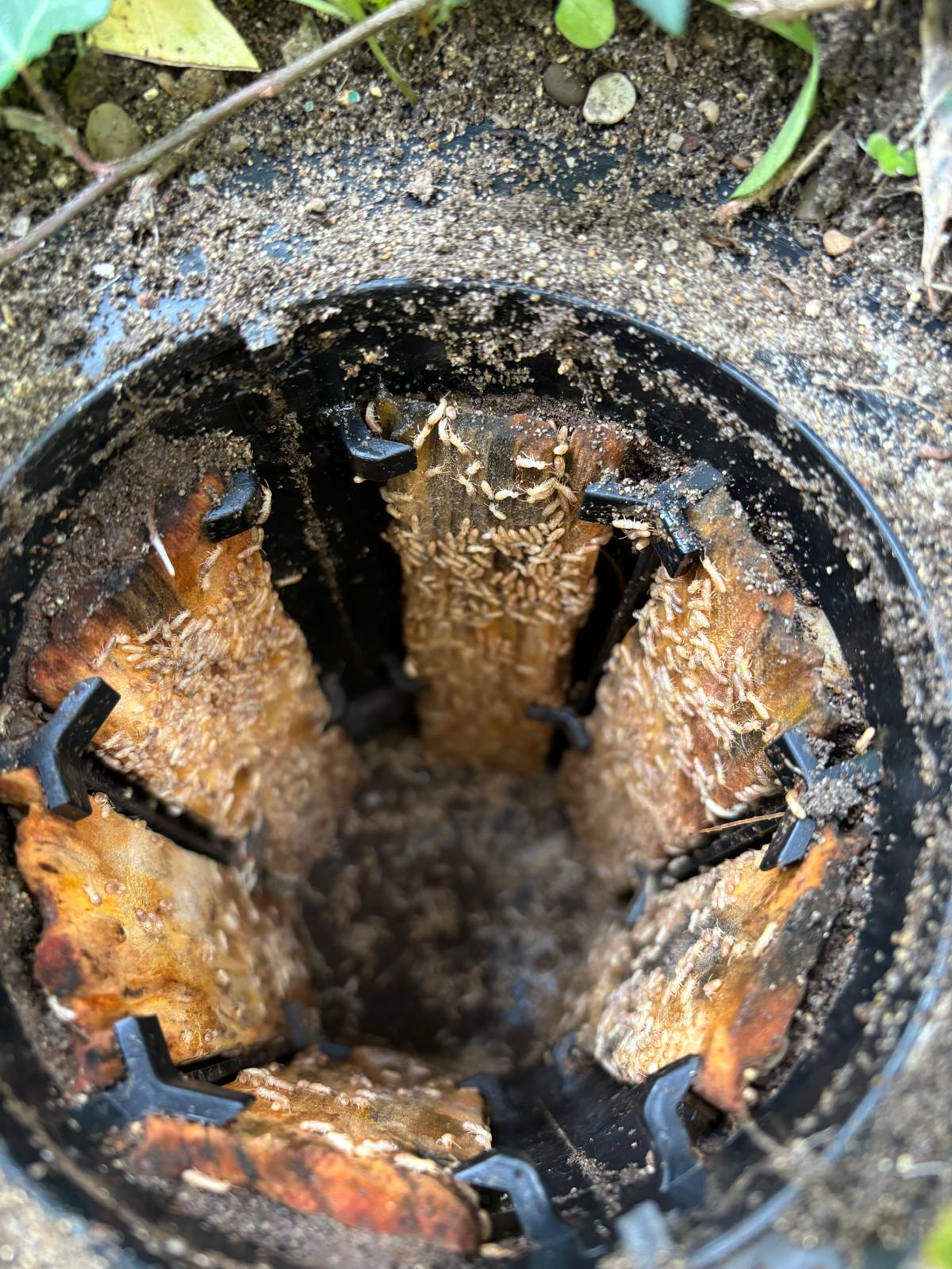 piège termite après connexion