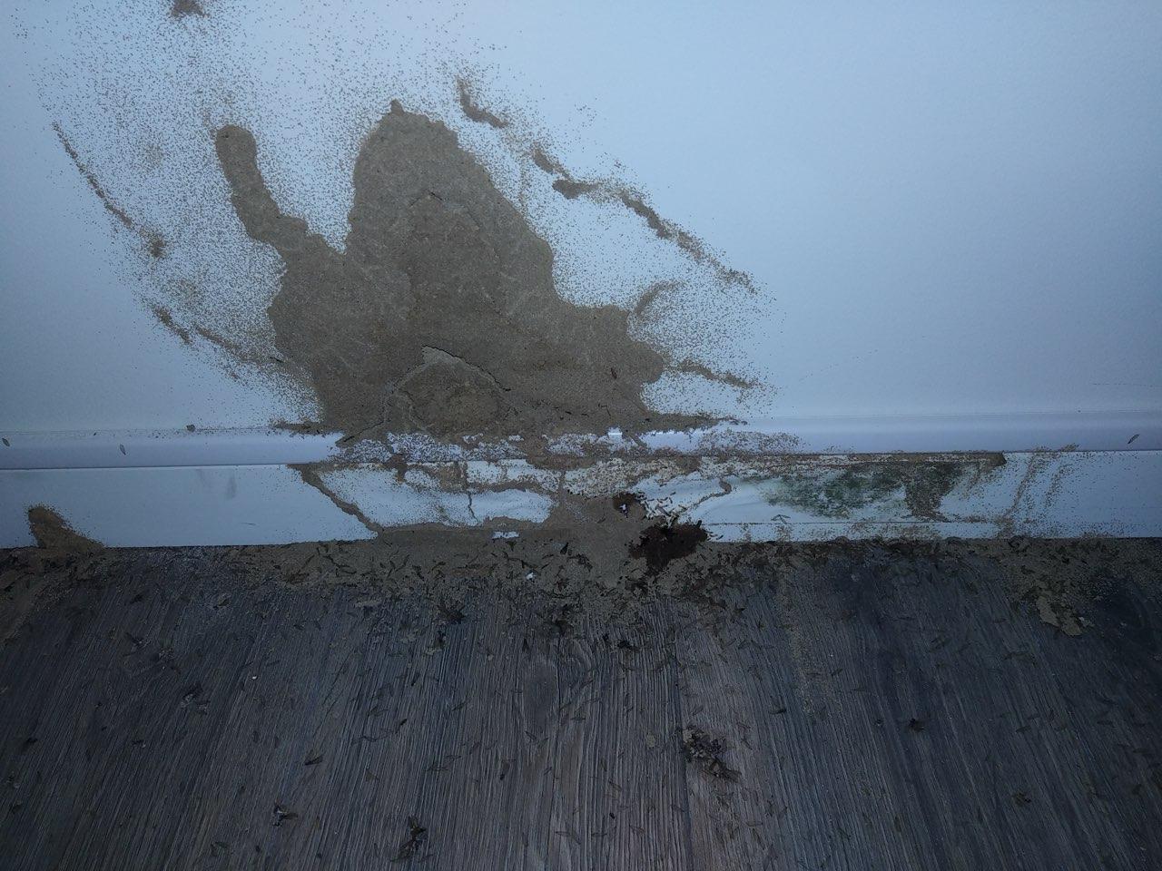 Dégâts causés par des termites dans une maison en Gironde où la société Méa Créations a intervenu.
